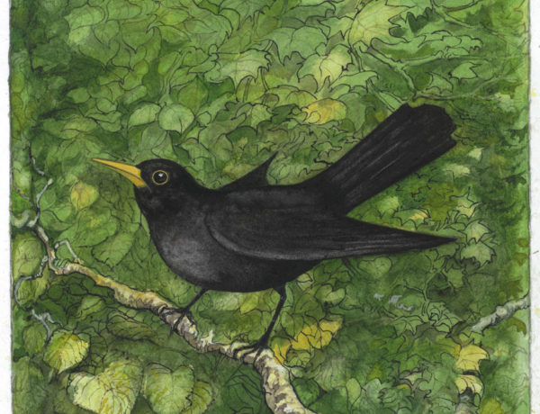 8  Blackbird